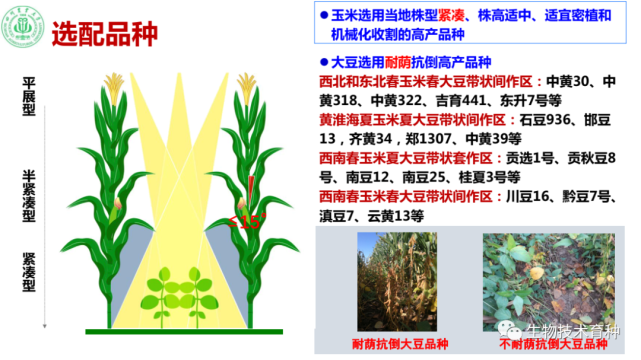 杨文钰:玉米-大豆带状复合种植的主要优势与关键技术