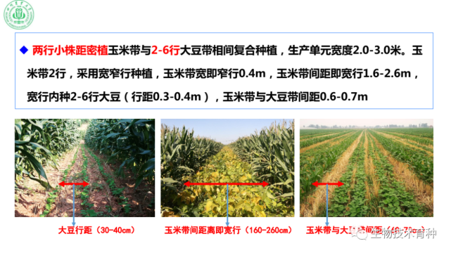 杨文钰:玉米-大豆带状复合种植的主要优势与关键技术