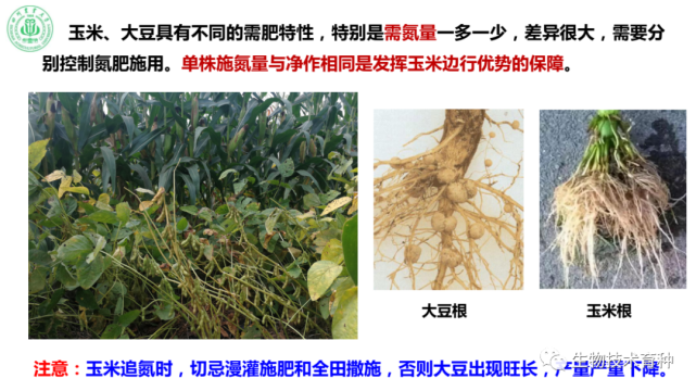 杨文钰:玉米-大豆带状复合种植的主要优势与关键技术