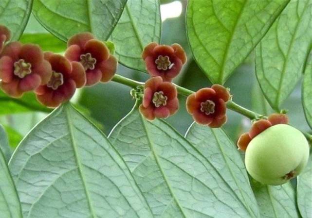 美容食品的"奇迹植物—守宫木