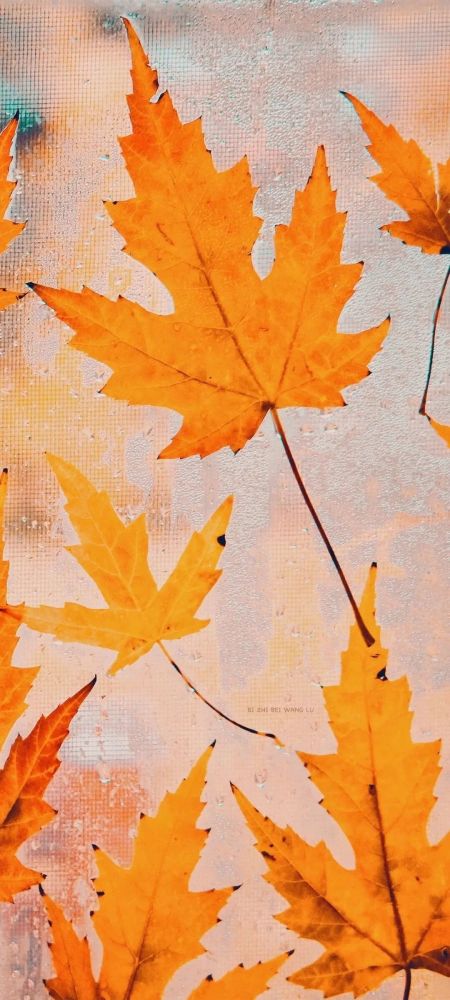 wallpaper壁纸好看的壁纸