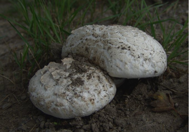 野生白鳞蘑菇整体外观白鳞蘑菇喜生长在北方无污染的草地上白鳞蘑菇