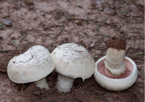 白鳞蘑菇子实体幼体细节外观白鳞蘑菇菌盖初半球形,后平展,白色或淡