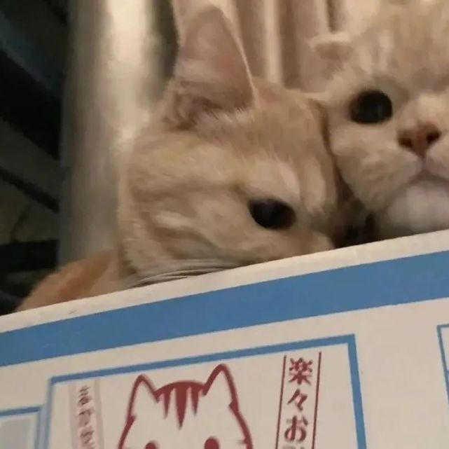 情头|猫狗宠物情侣头像