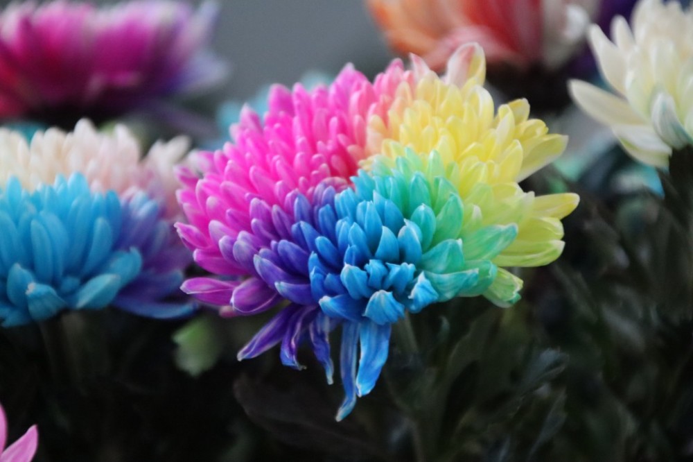 "七彩炫菊"亮相玄武湖
