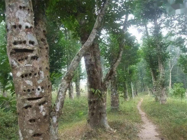 因为在了解了一点点的沉香知识后也知道,沉香就是白木香树木形成的