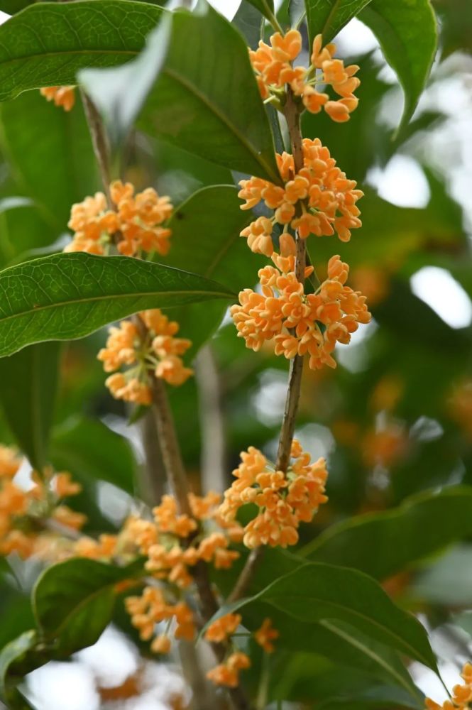 正当桂花盛开时推荐宁波欣赏桂花好去处