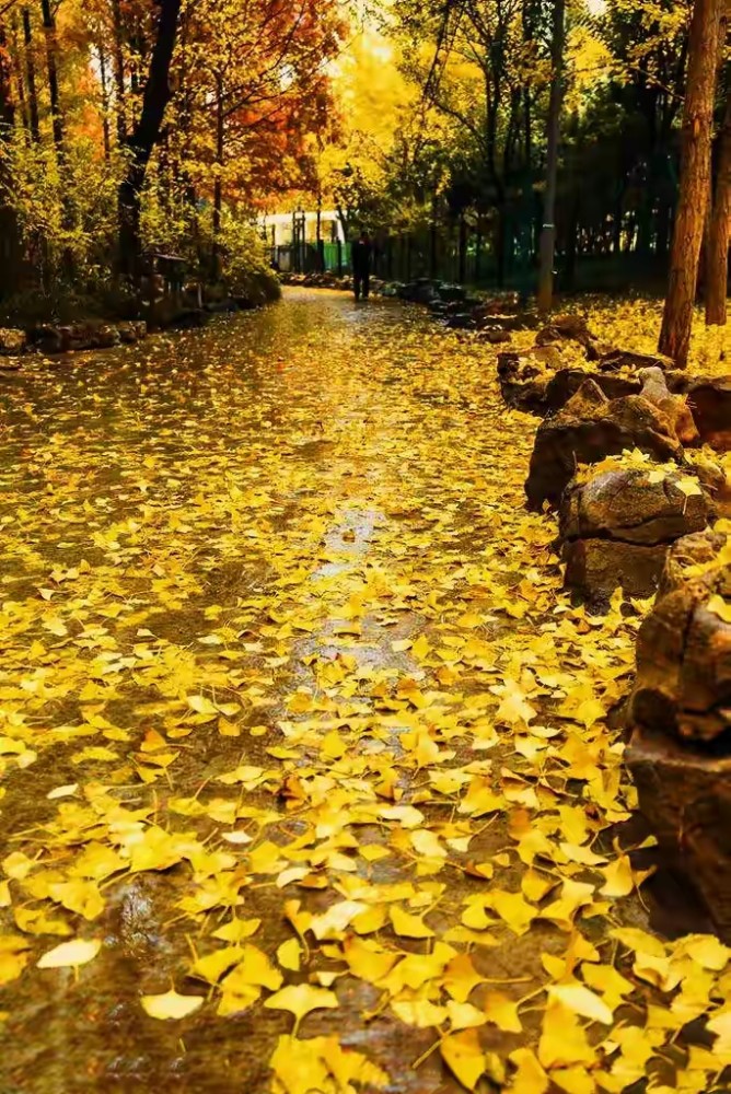 人生,时间煮雨,岁月缝花