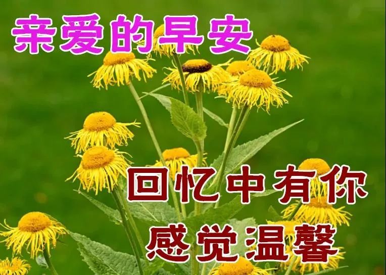 早上好祝福语鲜花图片动态表情最新的早安祝福语句