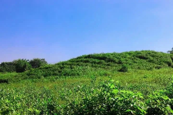 新集镇庙山村生态田园变花园特色农区成景区