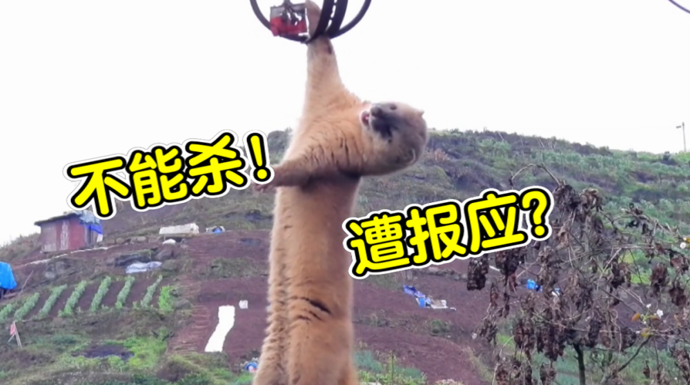 为什么农村人不敢招惹黄鼠狼?黄鼠狼为何被称为