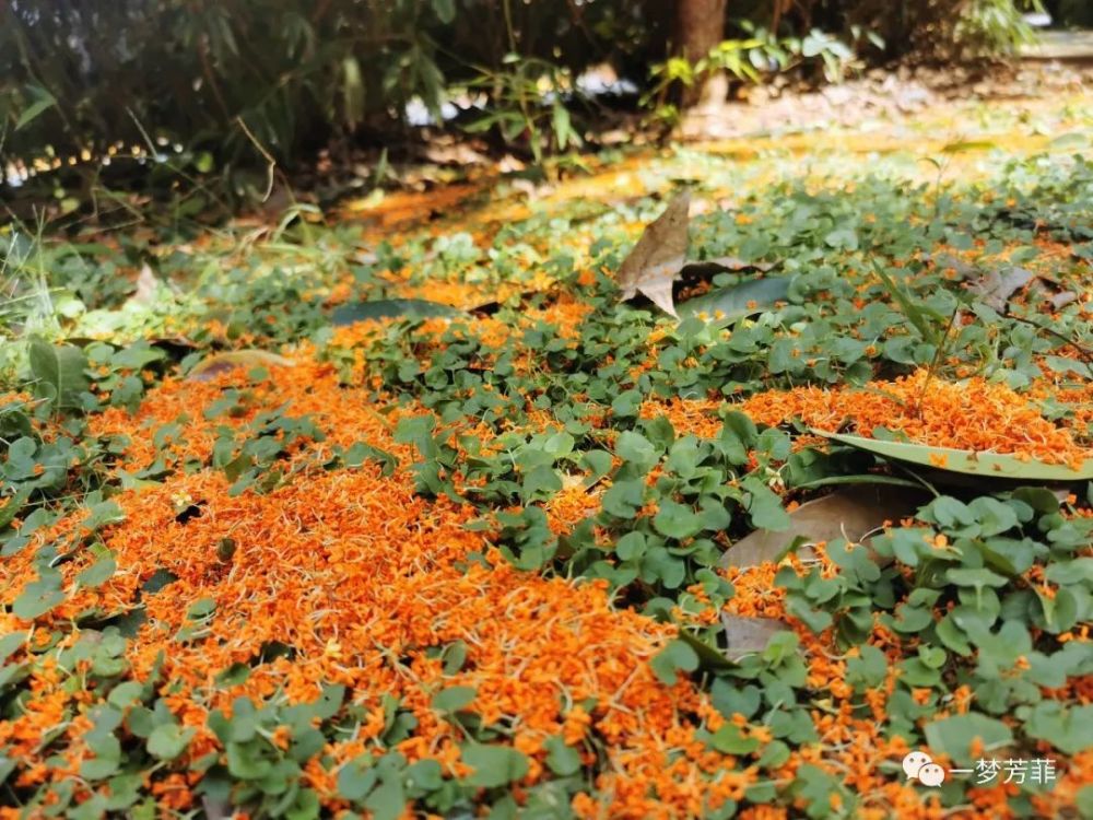 不问花开几多缘但听秋水流华年