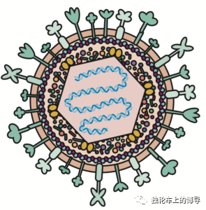 单纯疱疹病毒1型(hsv - 1)的模式图.