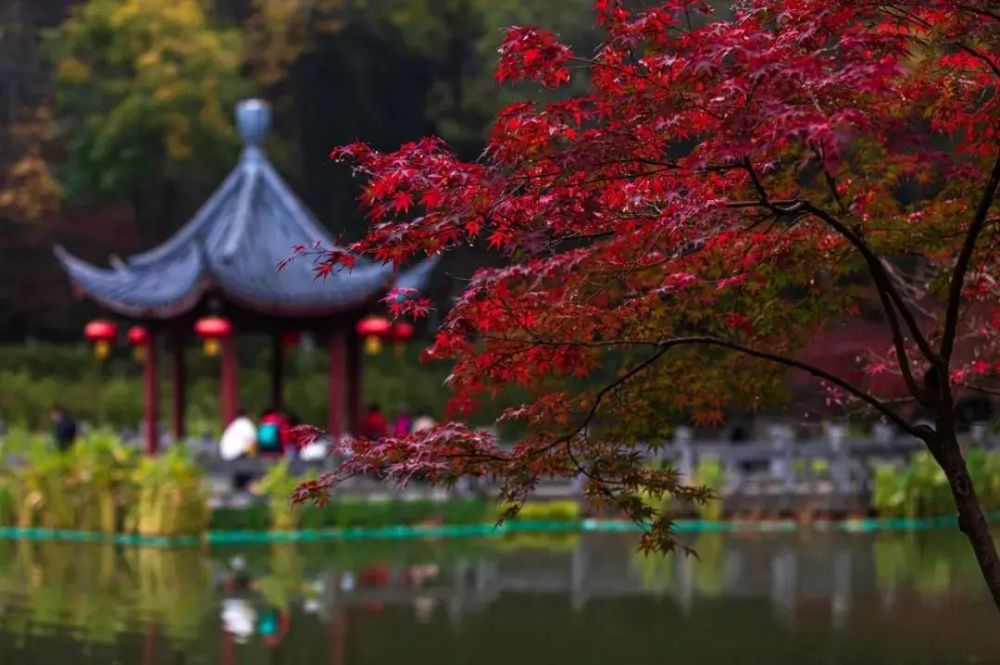 南京句容|秋色已染栖霞山,莫待秋去又惦念