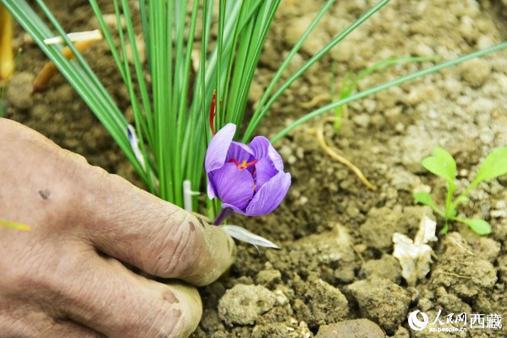 种植藏红花为推进西藏乡村振兴注入了一股"活水,藏红花种植属于季节