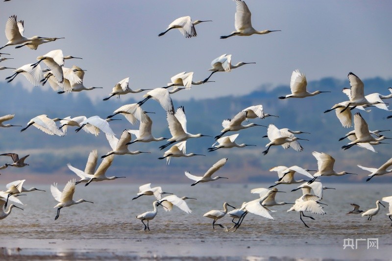 成群白琵鹭飞抵鄱阳湖越冬