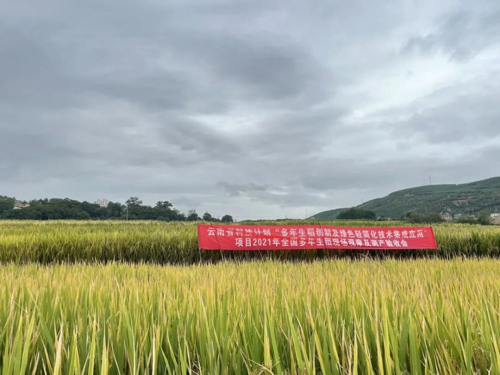 玉溪这个地方种水稻就像种韭菜