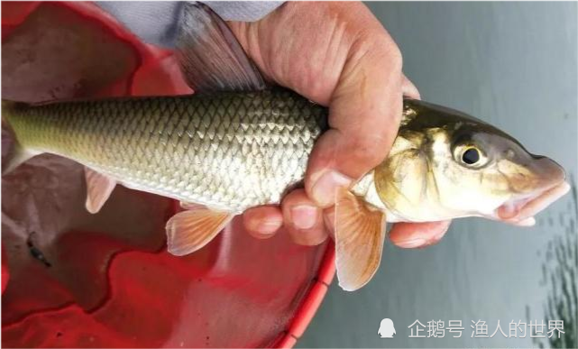 经常被错认为重唇鱼,其实它的价值比重唇鱼高,谈如何垂钓花骨鱼