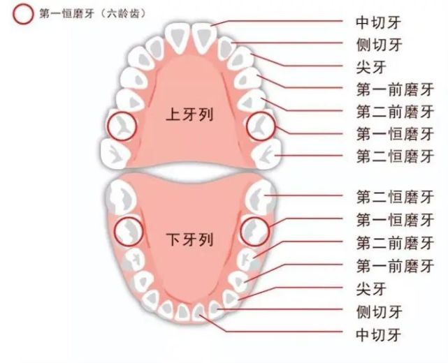 (圈起来的就是传说中的六龄齿)
