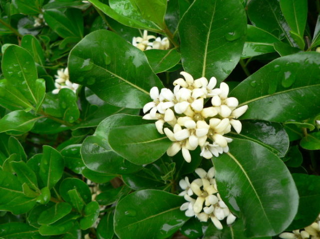 海桐(学名:pittosporum tobira)为海桐科,海桐花属常绿灌木或小乔木.