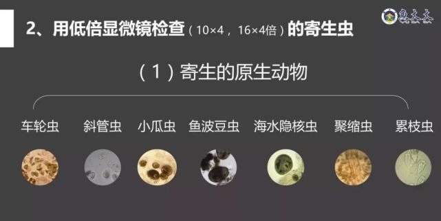 其它寄生虫:车轮虫,斜管虫,孢子虫,指环虫,三代虫,锚头鳋等都在白天