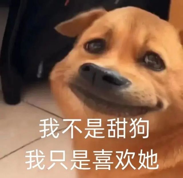 可爱的表情包|我不是甜狗,我只是喜欢她
