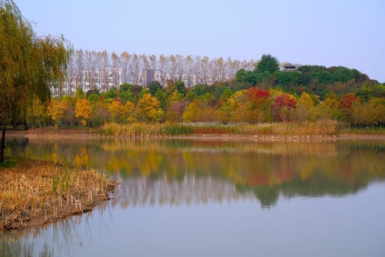 临颍:黄龙湿地公园染秋色,霜降枫红银杏黄