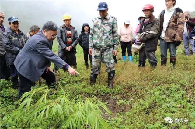 董文渊为大关县竹产业发展保驾护航