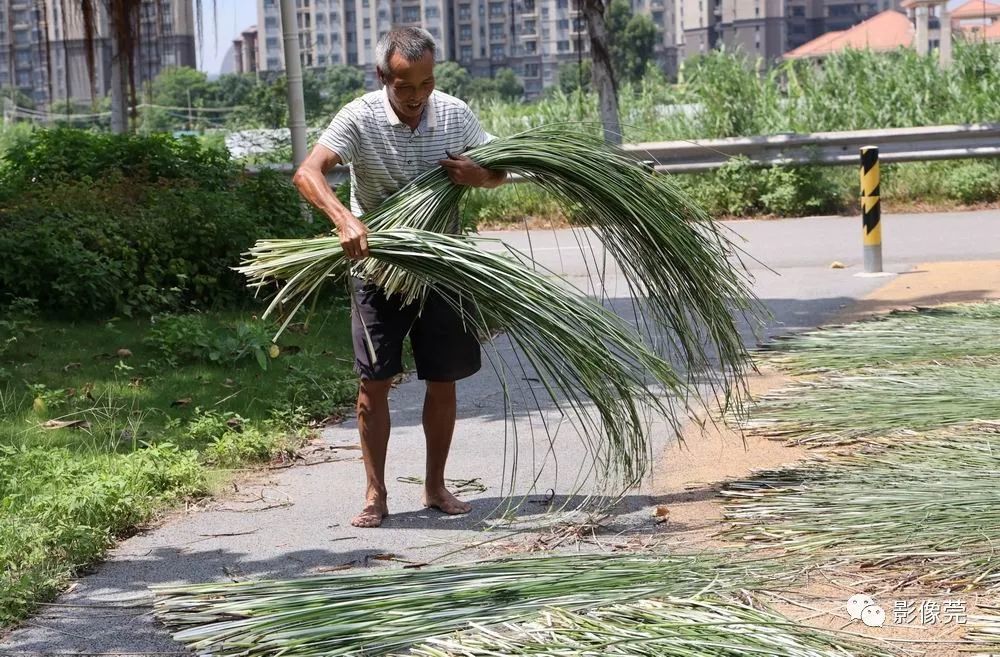 "破草之后,要及时放到阳光下晾晒,晒干后能增加莞草