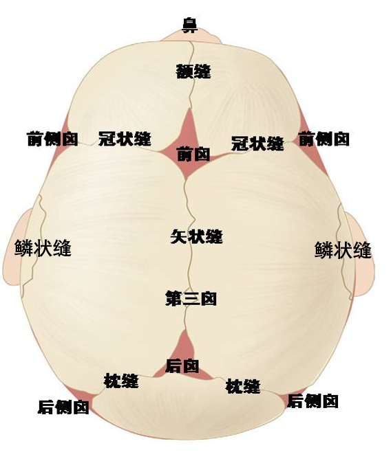 当大脑组织不断生长,脑容积逐渐扩大时,这些颅缝和囟门会慢慢张开,使