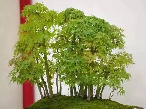 丛林式盆景,这七点知识分享给你