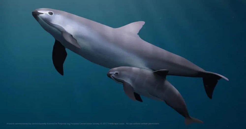 【海气|科普】最濒危的哺乳动物之一——小头鼠海豚