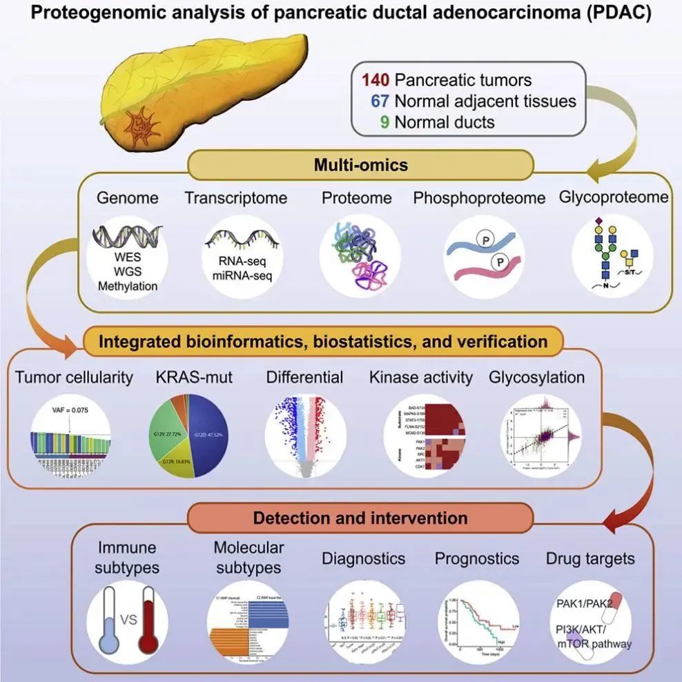 蛋白基因组学揭示胰腺癌潜在治疗靶点与早期诊断标志物