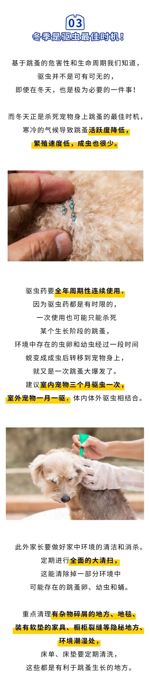 冬天不驱虫,小心春天跳蚤大爆发
