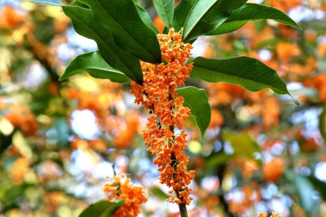 丹桂花开 香飘满城