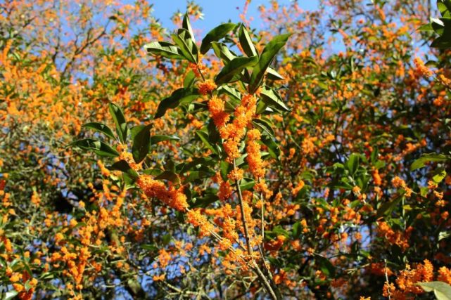 丹桂花开 香飘满城