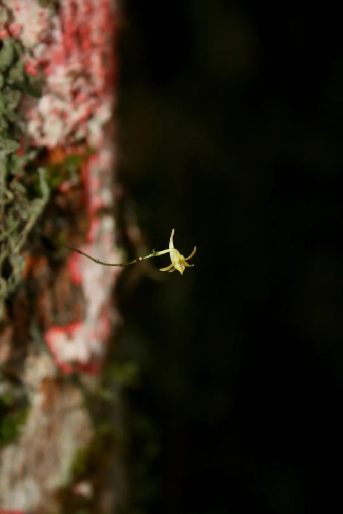 腭唇兰属的绯红颚唇兰 maxillaria coccinea