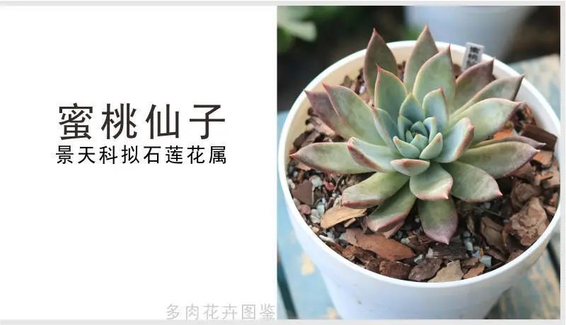 "蜜桃仙子"景天科拟石莲花属多肉植物,园艺杂交品种