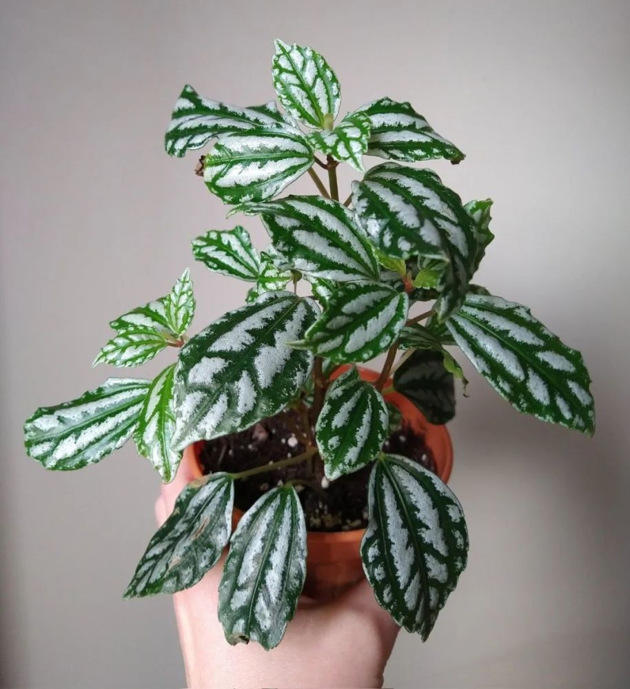 8种叶子长满白色斑纹的室内观叶植物,颜值不低,价格不