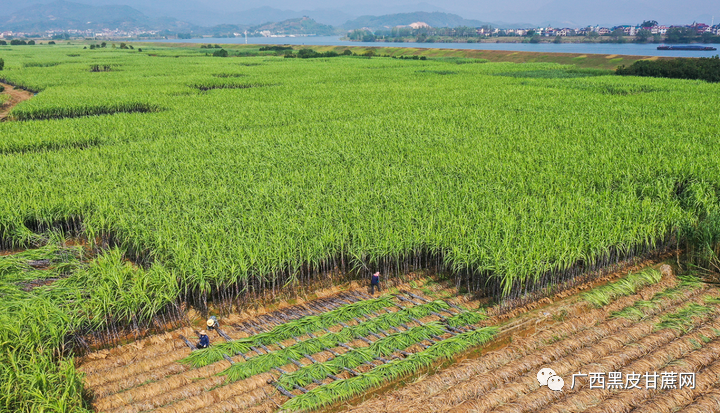 航拍场面震撼浙江兰溪甘蔗喜获丰收一个街道竟种植了7000多亩