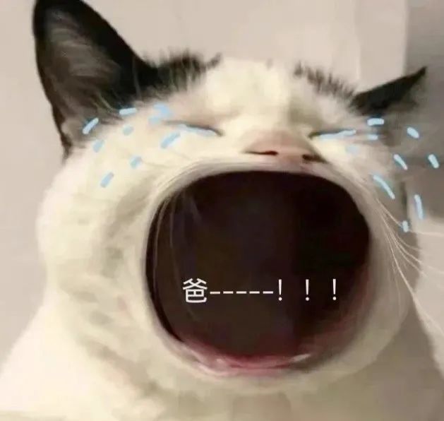 妈宝爸宝小猫咪表情包 太适合发给爸妈啦