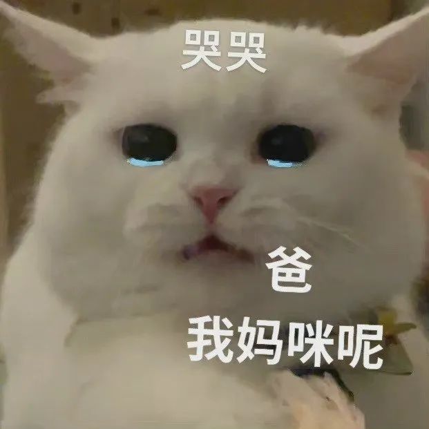 妈宝爸宝小猫咪表情包 太适合发给爸妈啦