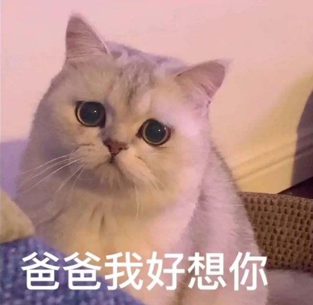 妈宝爸宝小猫咪表情包 太适合发给爸妈啦