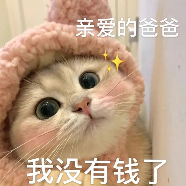 妈宝爸宝小猫咪表情包 太适合发给爸妈啦