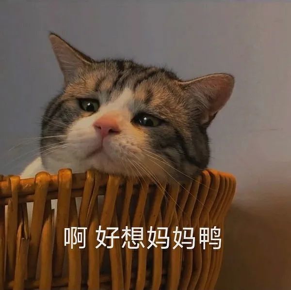 妈宝爸宝小猫咪表情包 太适合发给爸妈啦