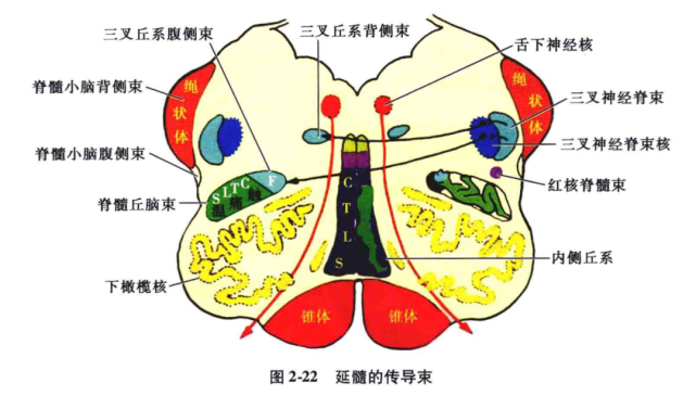 而且互相靠拢,近似三角关系,即内侧丘系位于被盖的前内侧,其外侧为