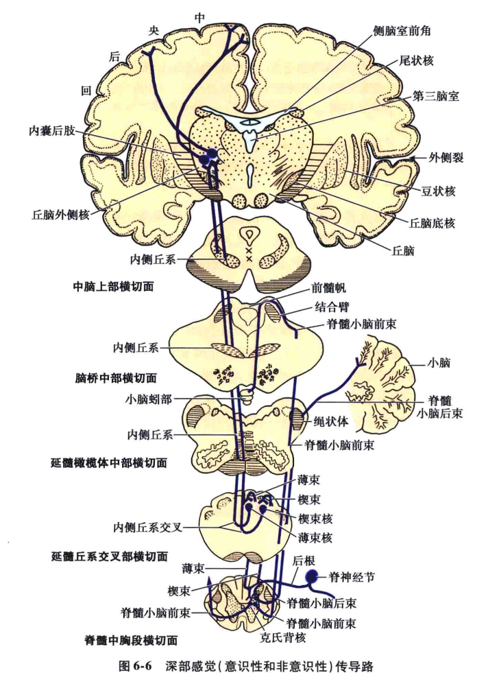 主要经脊髓小脑前,后束及后外弓状纤维将躯干,四肢的肌,腱,关节等处的
