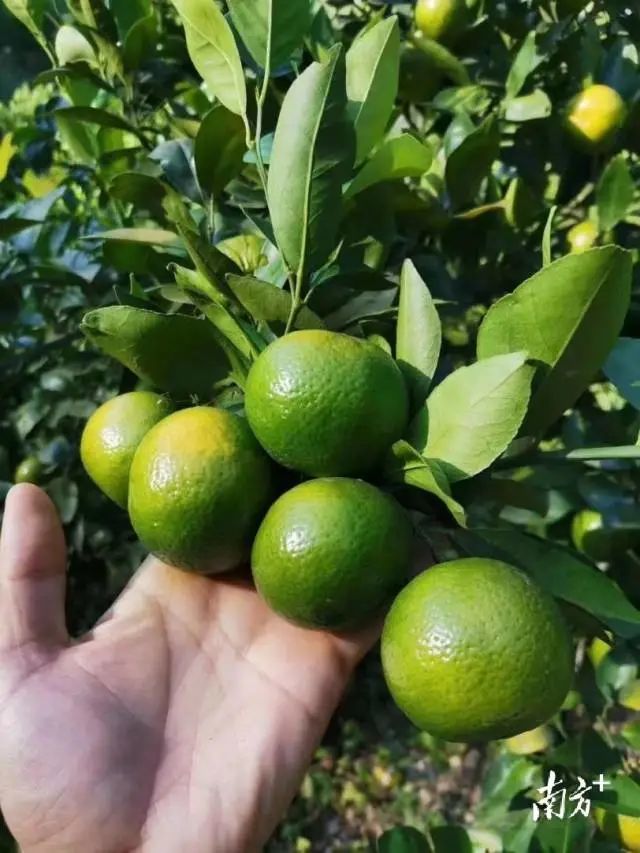 丹霞贡柑临近上市专家支招种植管理技术