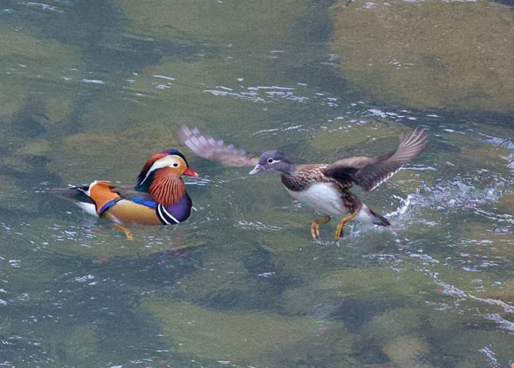 美美美大批野生鸳鸯来丽水了