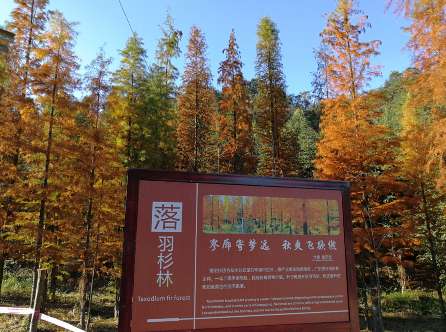 即将刷屏朋友圈!韶关这些"彩色森林",你都见过吗?